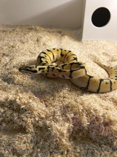Königspythons Bumblebee, Banana Bumblebee, pastawe