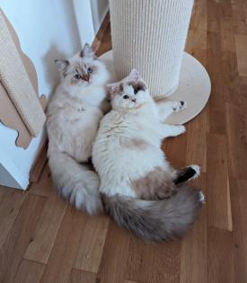 BKH BLH Katze weiblich Stammbaum geimpft gechipt EU Pass