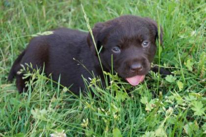 Labrador-Welpen, braun, reinrassig, Rüde Hündin je 1x