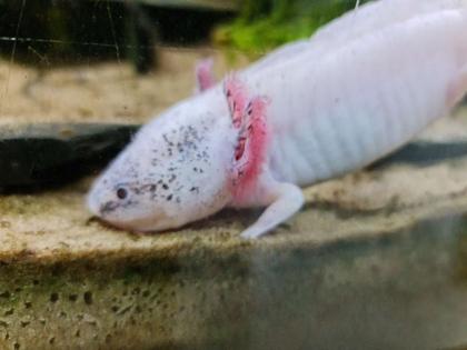 7 Axolotl abzugeben wildling copper weisling