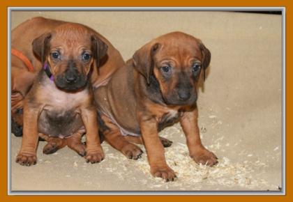 Reinrassige Rhodesian Ridgeback Welpen