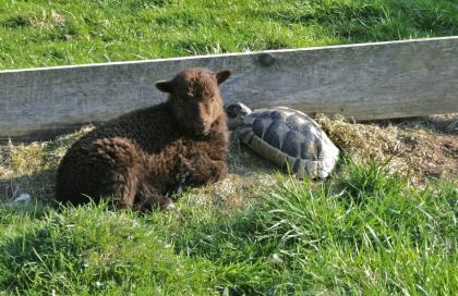 Maurische Landschildkröten, Testudo graeca ibera eigene Nachzuchten von 2023, 22, 21 und 20.