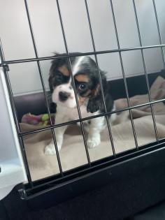 Cavalier King Charles Spaniel Welpe Weibchen