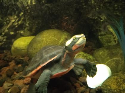Emydura subglobosa, Rotbauch-Spitzkopfschildkröten, Wasserschildkröten