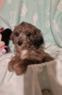 Miniature Aussiedoodle Welpen