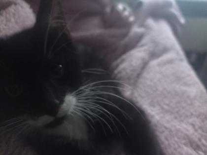 Süße Kitten suchen neues Herz