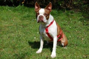 BO-DEXTER - männlich 5 Jahre 40 cm 15 kg Boston Terrier Gechipt Kastriert