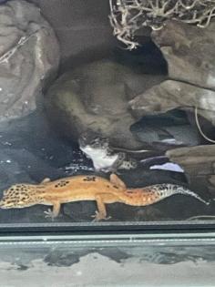Leopardengecko Terrarium
