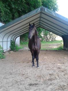 Biete Trakehnerstute Verkauf, zur Verfügung, Beistellpferd