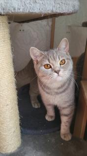 Wunderschöne BKH Katze