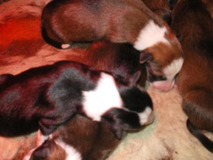 Boarder Collie Welpen