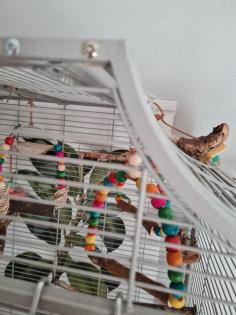 Vogelkäfig Madeira I - Platinum von Montana Cages