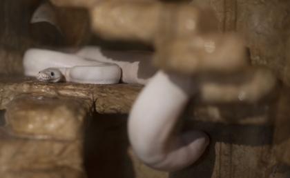 3 x Königspython Python Regius zu verschenken