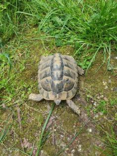 Adulte männliche Griechische Landschildkröte NZ 2009
