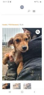 Tolle Welpen, Junghunde Hundesenioren