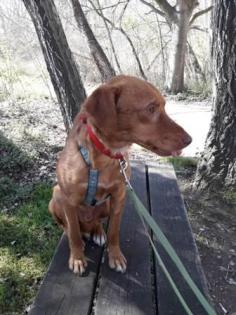 Houdini - anhänglicher, liebevoller Podenco-Mix sucht ein eigenes Körbchen