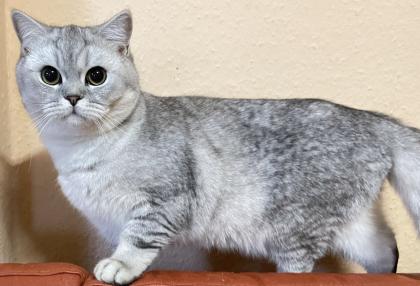 BKH-SRS Silver und tabby, Chocolate und Cinnamon