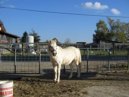 Schicke, weiße Ponystute, 1, 25m, mit Papieren zu verkaufen
