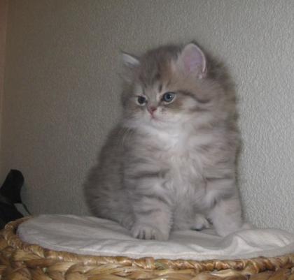 Perserkaterchen mit Nase