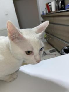 Deckkater 2 verschiedene augebfarben