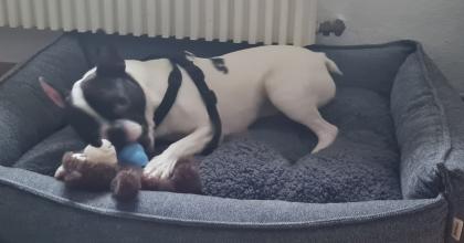 Französische Bulldogge