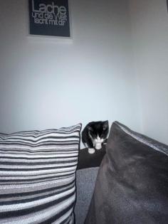Katze EKH Hauskatze