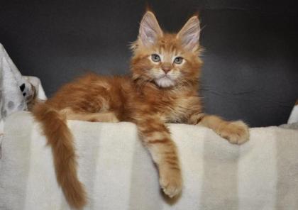 4 meiner kleinen Kater suchen noch ein liebevolles Zuhause.