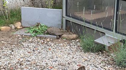 Maurische Landschildkröte
