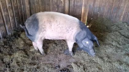 Schwäbisch Hällische Bio-Schweine aus Freilandhaltung