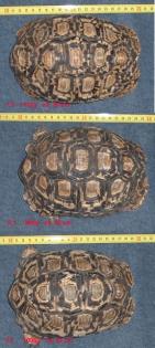1. 2 Pantherschildkröten abzugeben
