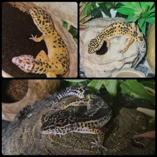 3 Leopardengeckos mit komplettset Terrarium.