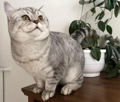 Deckkater BHK