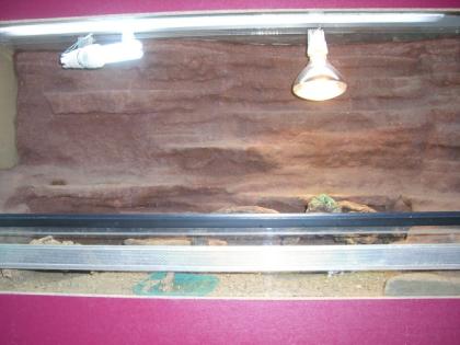 Bartagame weiblich Terrarium abzugeben