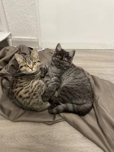 Zwei Kitten suchen ein tolles zuhause