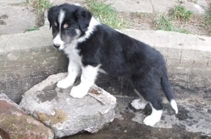 Border Collie -Welpen mit VDH/FCI Papieren