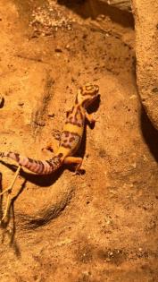 Männlicher Leopardgecko