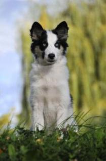 Yakutskaia laika
