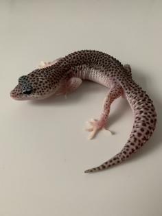 1. 0 Mack super Snow Het Diablo Blanco Leopardgecko Männchen Enz 23 abzugeben Übergabe Hamm mögli