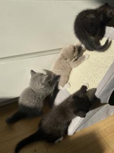 Britisch kurzhaar kitten Katze