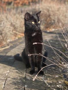 Kater Vermisst