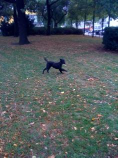 Lupy sucht ein neues Zuhause