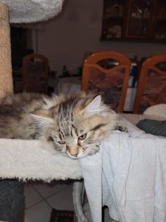 Main coon Mischlinge 4