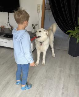 Pyrenäenberghund/ Schäferhund mix