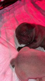 Französische Bulldogge