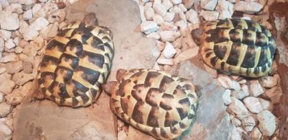 3 Griechische Landschildkröten mit Terrarium und Zubehör