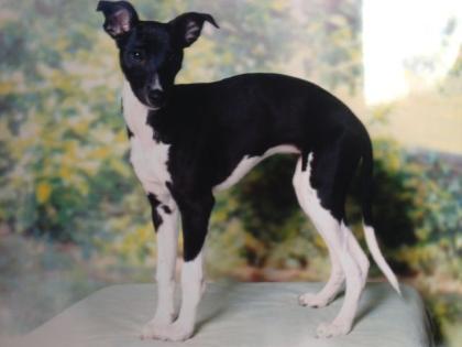 Junge whippet Dame sucht neues Zuhause