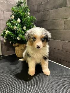 Miniature Australian Shepherd Mini Aussie
