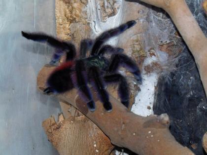 Avicularia versicolor / Caribena versicolor - Weibchen adult - mit Terrarium