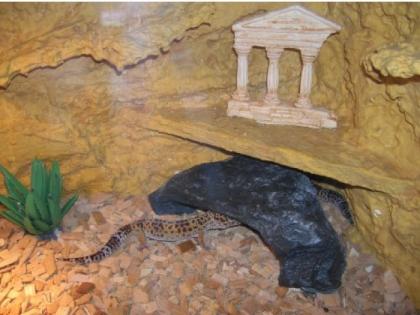2 Leopardgeckos inkl. Terrarium zu verschenken