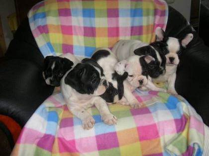 Französische bulldogge